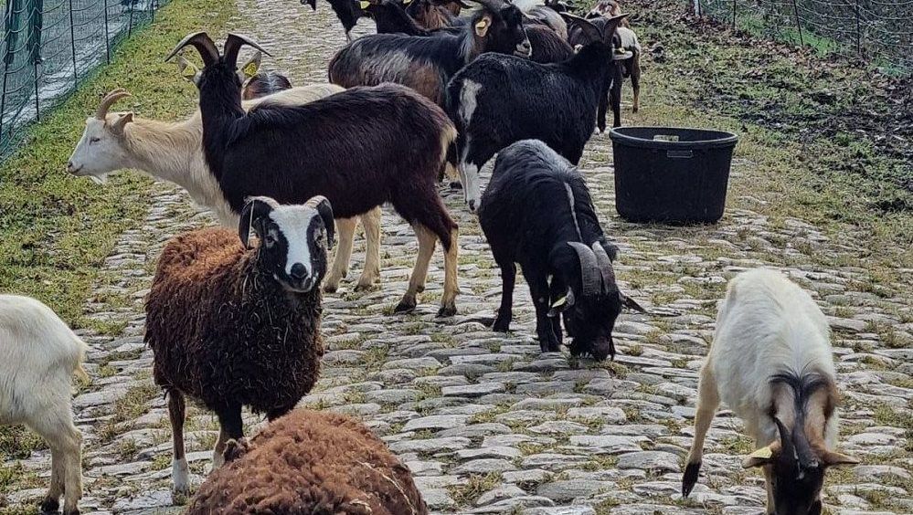 K údržbě trati využili kozy! Pořadatelé závodu vyzkoušeli zajímavé řešení