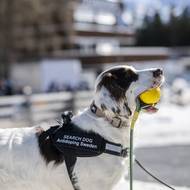 Na mistrovství  v biatlonu dohlíží i antidopigový pes Molly. Fenka dokáže odhalit zakázané látky.