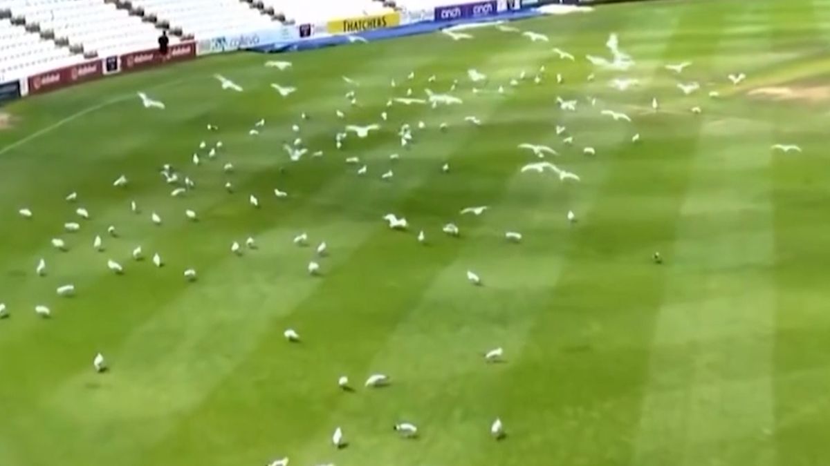Neobvyklé přerušení zápasu. Na hřiště se snesly stovky racků
