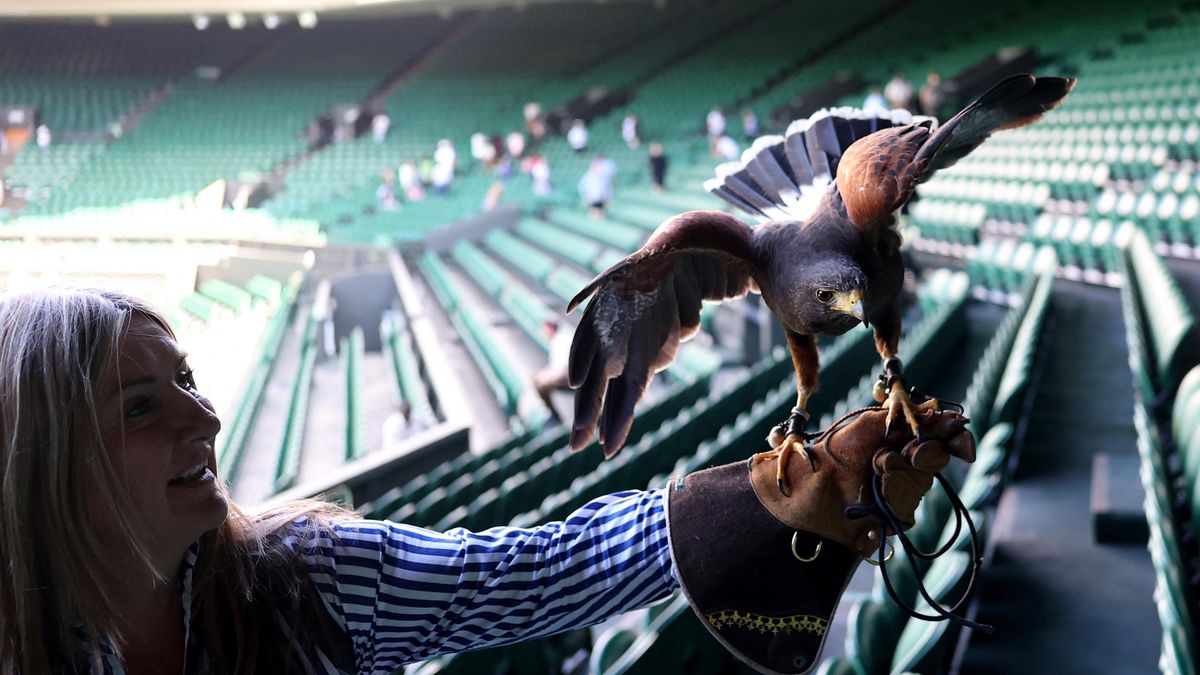 Nečekaný problém ve Wimbledonu. Ochránce kurtů odmítá zplodit potomka