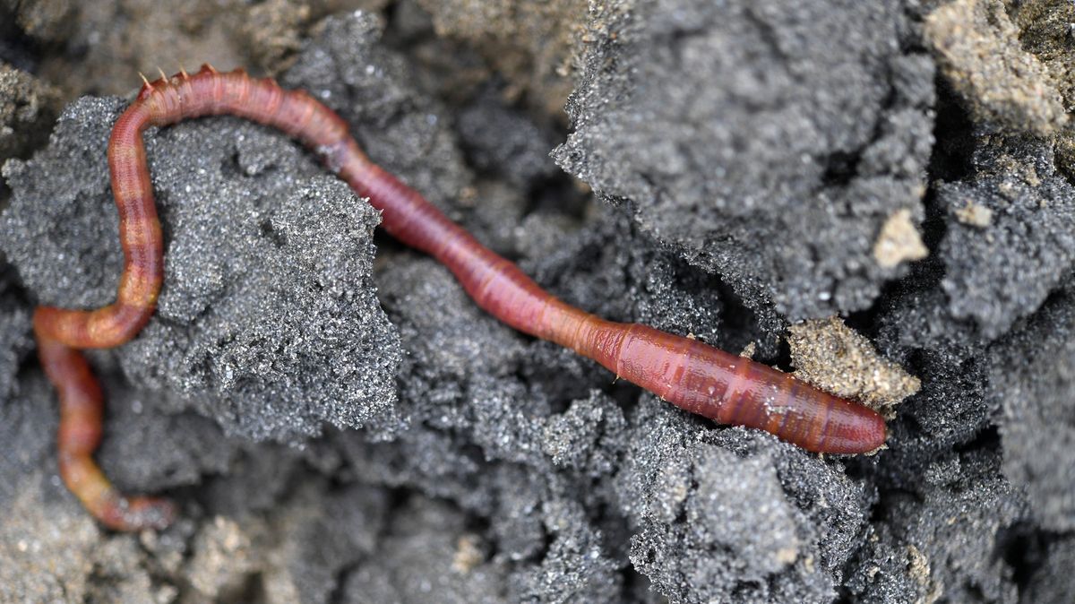 Noční můra pojmenovaná po Armstrongovi. Rusko a Čína vyvíjejí doping z červa